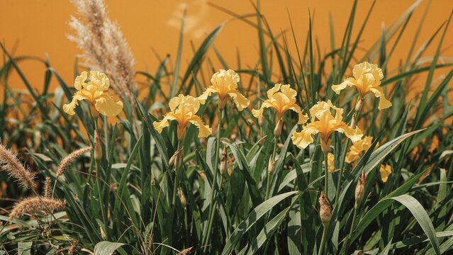 Summer blossoming of vibrant yellow iris flowers