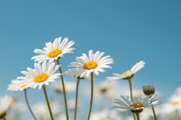 Blue sky backdrop with white daisies