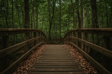 Obraz premium Timber Pathway Amidst Trees