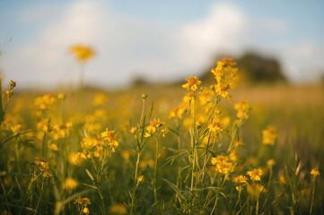 Fototapeta premium Bright yellow blossoms spread across a summer meadow