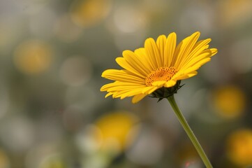 Bright yellow daisy known scientifically as Senecio vernalis, a naturally occurring plant species.