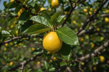 Bright green foliage backdrop featuring a yellow lemon hanging on a branch with a leaf