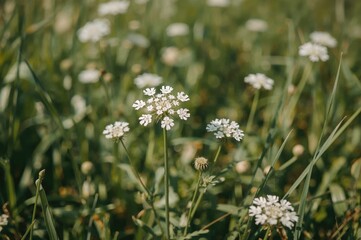 Delicate white wild carrot blossoms in a vibrant green summer field bathed in sunlight with a soft focus
