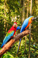 Colorful macaws perched on a tree branch in the tropical rainforest, vibrant red, blue, and yellow feathers standing out against the lush green jungle background