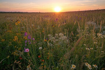 Naklejka premium Sunset over a natural wildflower field with grass and warm light