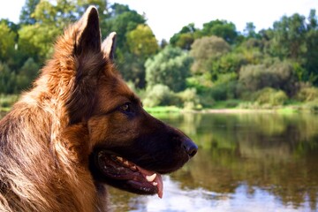 A German Shepherd sits by the water, gazing into the distance. Its shiny coat and calm expression create an atmosphere of harmony and serenity against nature.