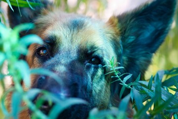 The gaze of a dog peeking through the foliage conveys curiosity and alertness. A close-up of the muzzle with focus on the eyes creates a sense of closeness and trust.