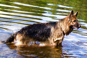 A German Shepherd stands in the water, its wet fur shining in the sunlight. The scene conveys energy and freedom, reflecting the dog’s love for nature and outdoor fun.