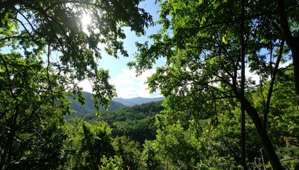Lush green forest canopy reveals a mountain vista