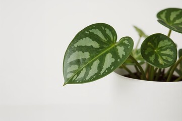 Distinctive leaves of a watermelon peperomia plant showcased with a single leaf in sharp focus against a white pot and backdrop.