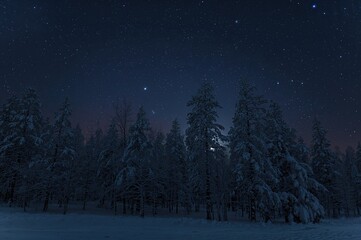 Nighttime winter woods covered in snow
