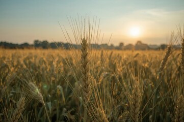 Close-up of golden grain in a vast farmland at dusk, bathed in sunlight.