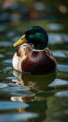 Fototapeta premium Close-up of a Mallard duck on water