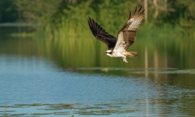 Fototapeta premium Osprey in flight over a calm lake