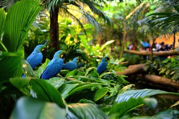 Vibrant blue macaws perched on lush green foliage in a tropical setting with people enjoying nature