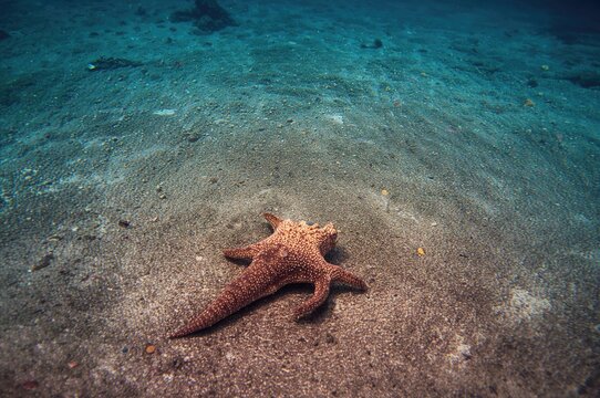 Venomous Starry Weever Fish Resting on Sandy Ocean Floor, Snorkeling Underwater Shot of Marine Creature