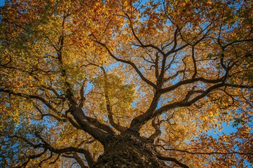 Looking up at tree canopy displaying green and yellow fall foliage beneath a bright blue sky