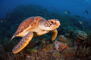 Obraz premium Sea turtle gliding beneath ocean waves