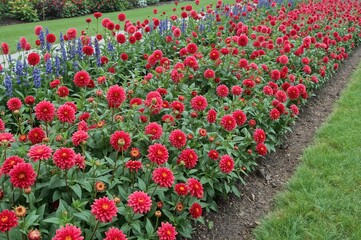Vibrant garden edges featuring red dahlia blooms and a variety of perennial plants.