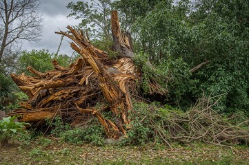 Fototapeta premium Tree toppled by strong winds during a storm