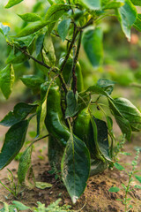 Close-up of green peppers growing on a bush in a field