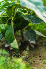 Close-up of green peppers growing on a bush in a field