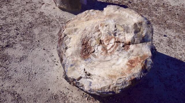 Crystal Forest at Petrified Forest National Park in Arizona. Late Triassic, downed trees were covered by volcanic ash. Silica formed quartz crystals which replaced organic matter petrifying the wood.