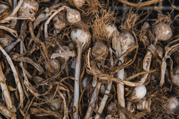 A large number of garlic cloves drying on the ground