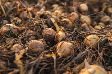 A large number of drying onions lying on the ground