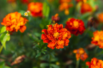 Close up of orange flowers of Tagetes patula