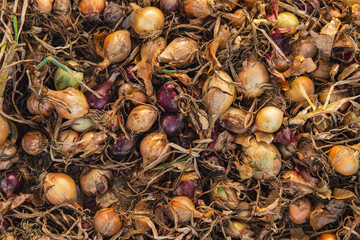 A large number of drying onions lying on the ground