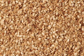 Fototapeta premium Carthamus tinctorius seed from a thistle-like herbaceous annual plant