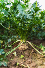 close-up of celery growing in the ground