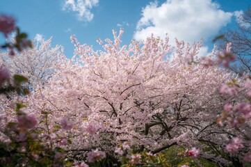 Sky View of Cherry Blossoms in a Garden