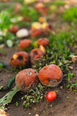 Close-up of rotten apples lying on the ground