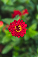 Close up of flowers of Zinnia plant from the family Asteraceae