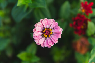 Obraz premium Close up of flowers of Zinnia plant from the family Asteraceae