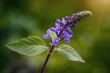 Salvia sp. displays solitary leaves and blue-purple blossoms grouped on purple stalks, commonly used as a decorative garden plant.