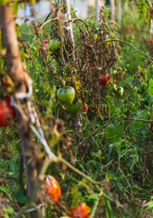Organic tomatoes growing on bushes in late summer
