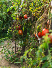 Organic tomatoes growing on bushes in late summer