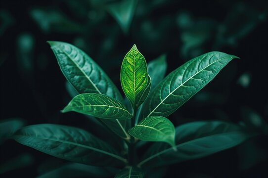 This herb is recognized for its inflammation-reducing effects and has been traditionally applied to ease multiple health issues, including joint pain and skin problems.