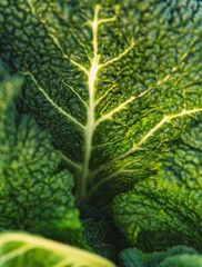Close-up of ripe Savoy cabbage growing in a field