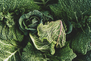 Close-up of ripe Savoy cabbage growing in a field