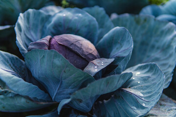 Close-up of ripe cabbage growing in a field