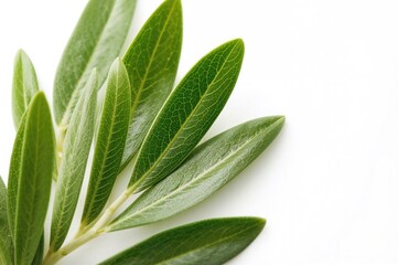 Green olive branches isolated on a plain white surface