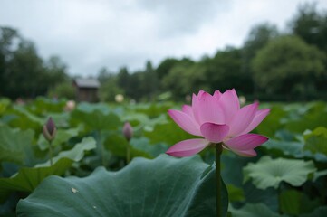 A purple lotus blossom displayed against a geometric background featuring a vibrant water scene