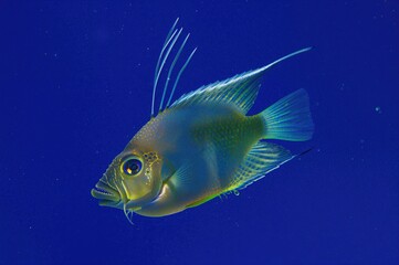 Fototapeta premium A vibrant dumselfish icon displayed against a blue background