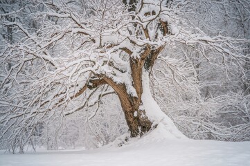 Snow-blanketed ancient pear tree in winter