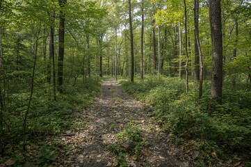 Obraz premium Amidst dense summer woods, winter snowmobile trail markers appear unusual in the shadowy forest landscape.