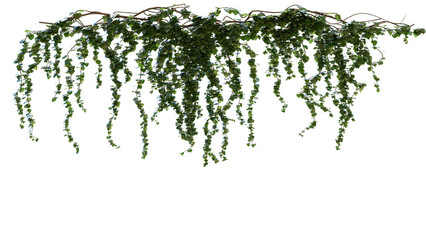 A branch of ivy hanging from a tree branch on a white background